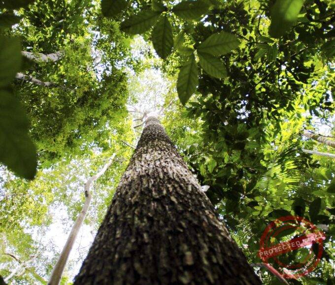 Floresta amazonica211016ebc0667.jpg
